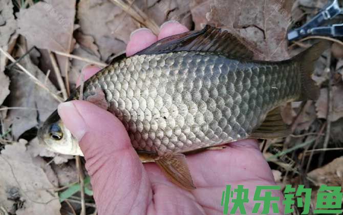 钓鲫鱼