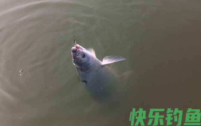 钓青鱼