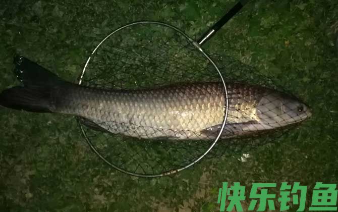 钓青鱼