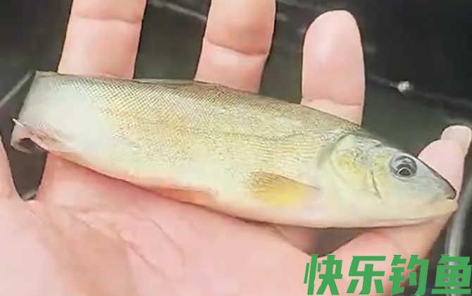 丁桂鱼