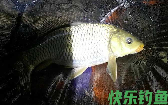 夜钓黑坑鲤鱼