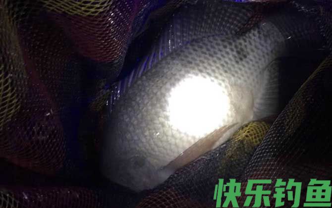 罗非鱼