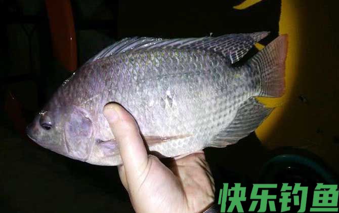 罗非鱼