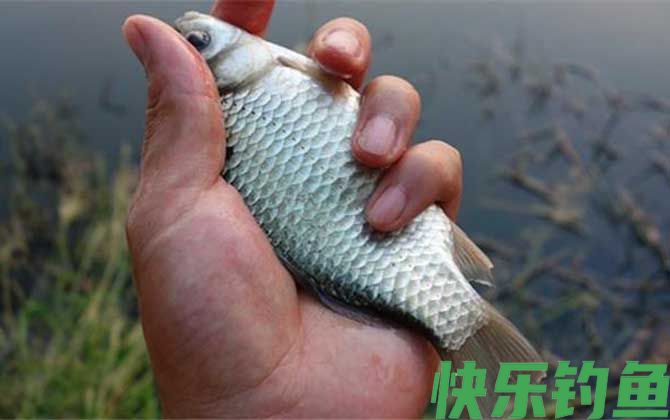 钓鲫鱼