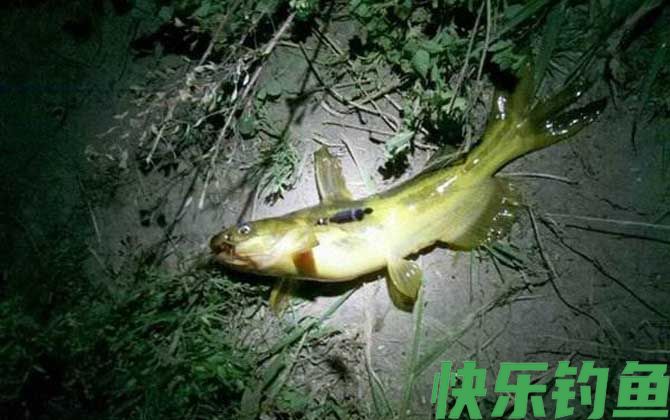夜钓黄颡鱼