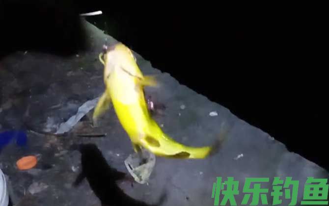 夜钓黄颡鱼