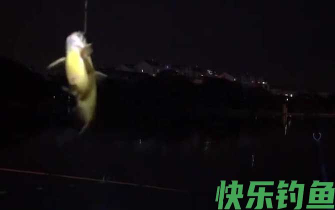 夜钓黄颡鱼