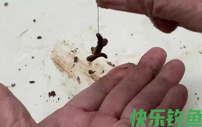 蚯蚓钓鱼