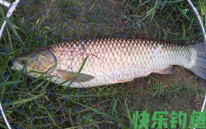 钓草鱼