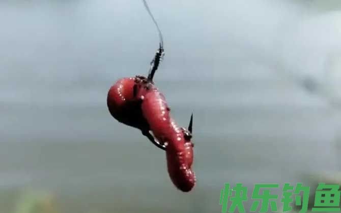 蚯蚓钓鱼