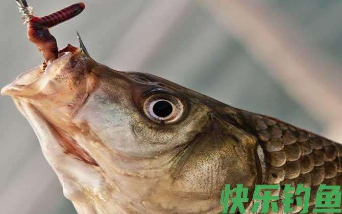 蚯蚓钓鲫鱼