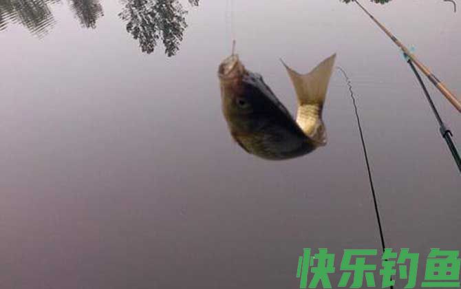 蚯蚓钓鲫鱼