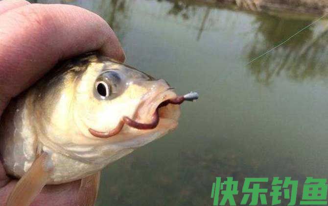 蚯蚓钓鲫鱼