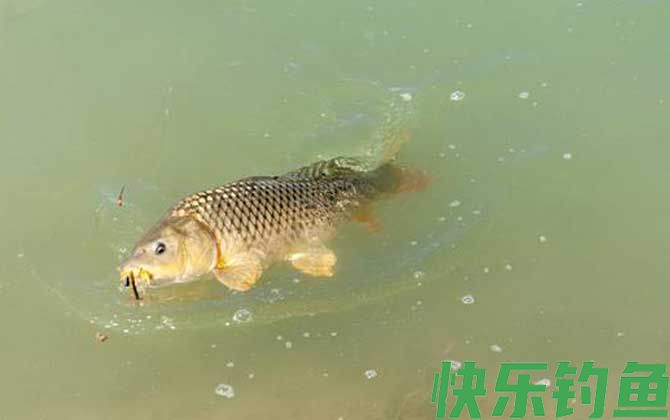 钓大鱼