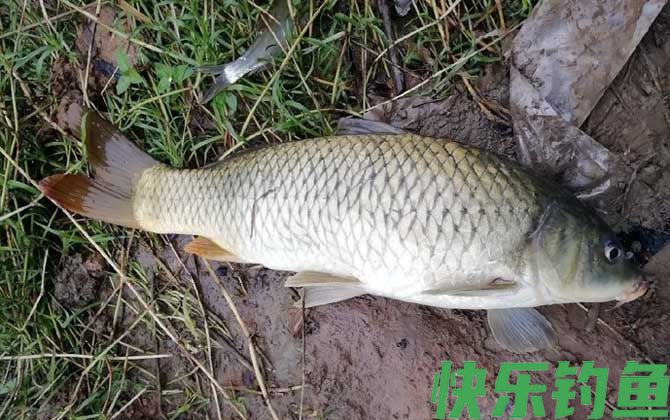 夏季涨水后钓鱼