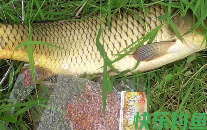 夏季涨水后钓鱼