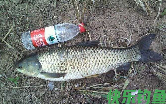 钓草鱼