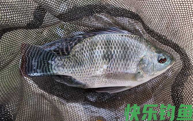 钓罗非鱼