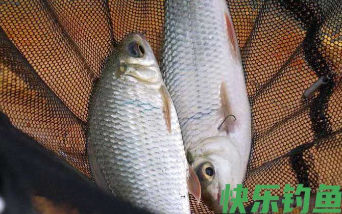 钓土鲮鱼