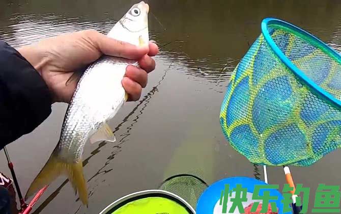 钓鲴鱼