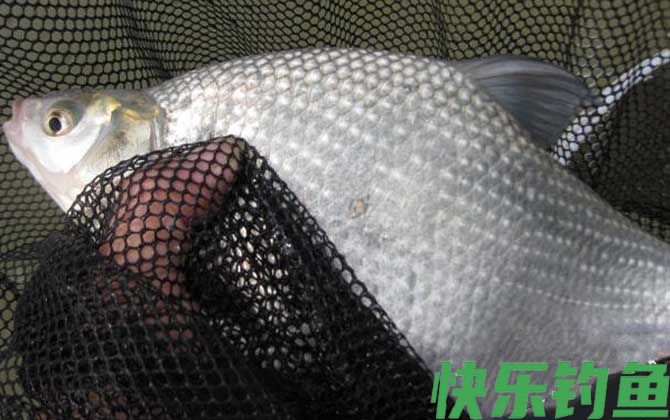 钓鳊鱼