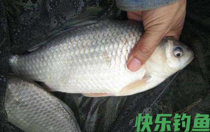 黑坑钓鲫鱼