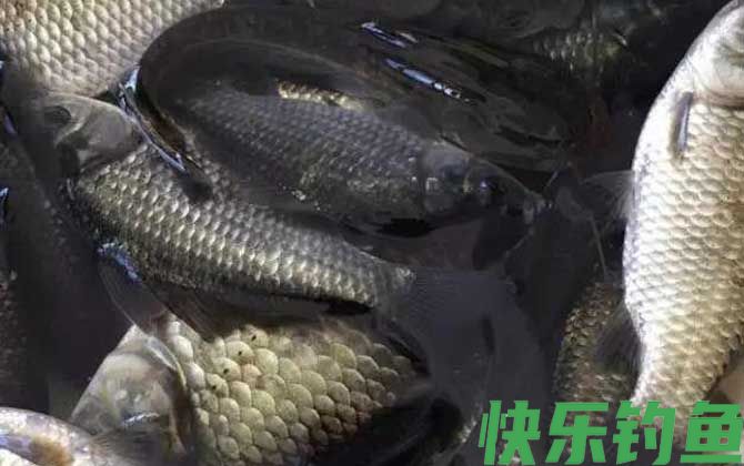 黑坑钓鲫鱼