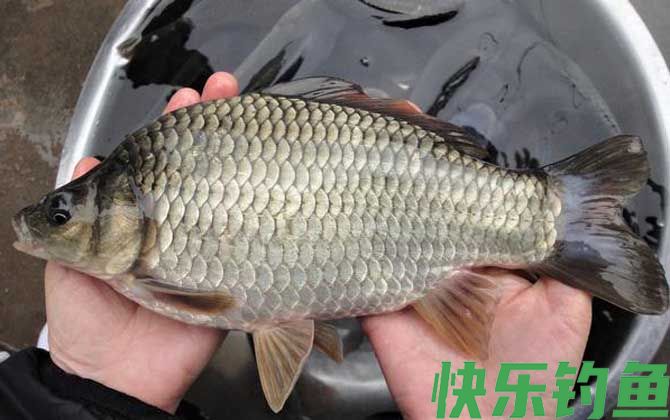 黑坑钓鲫鱼