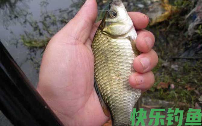 钓鲫鱼