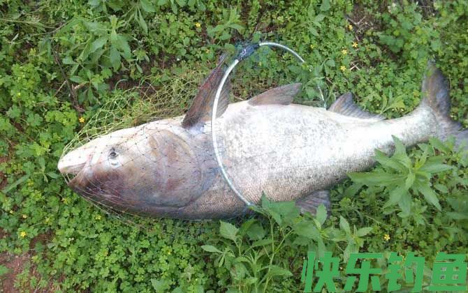 钓鲢鳙鱼