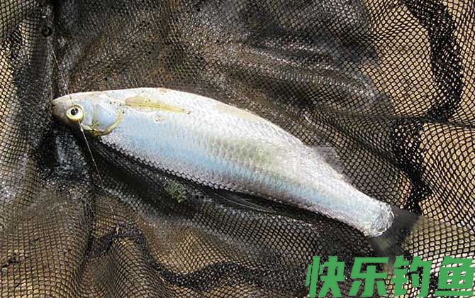 白条鱼