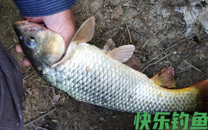 钓鲤鱼