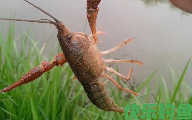 钓小龙虾