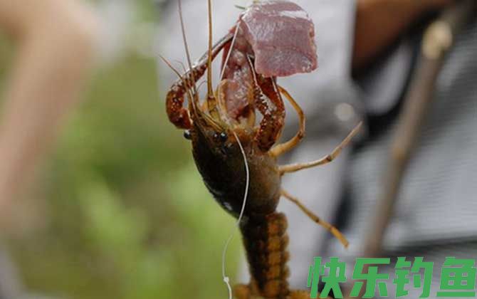 钓小龙虾
