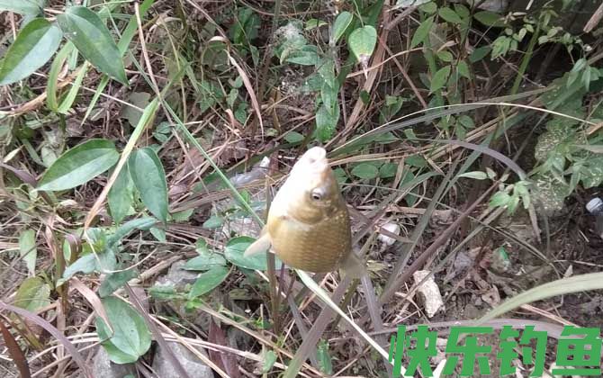 钓鲫鱼