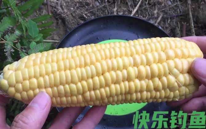 玉米钓鱼