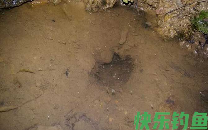 钓黄鳝