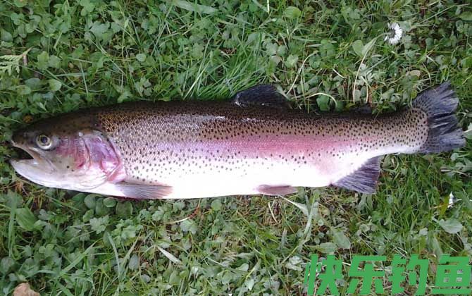 虹鳟鱼