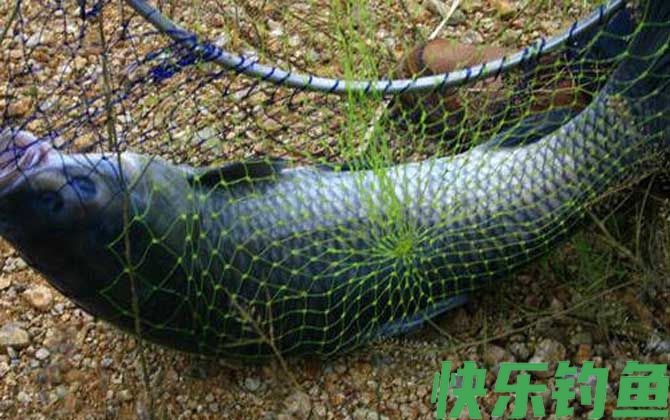 钓青鱼