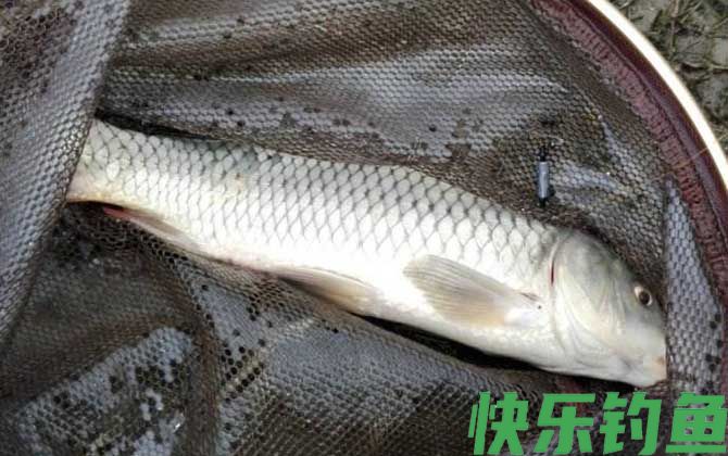 钓鲤鱼