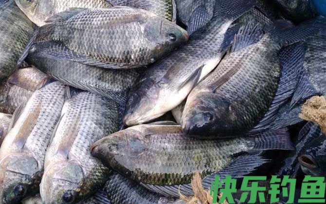 钓罗非鱼