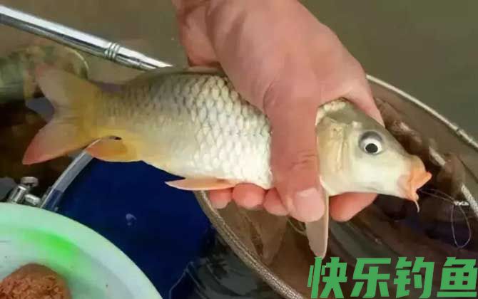 长杆短线钓大鱼