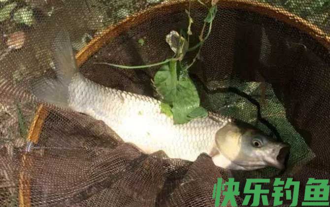 长杆短线钓大鱼