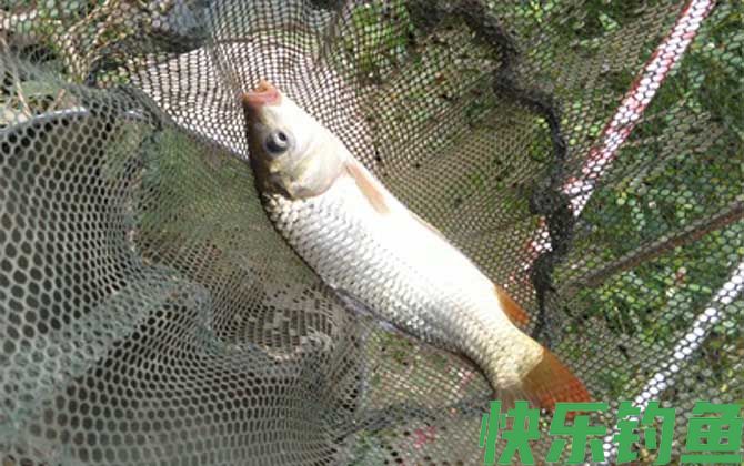 长杆短线钓大鱼