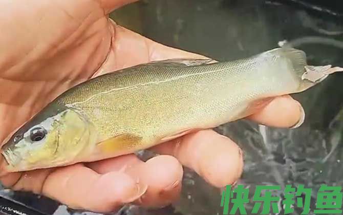 丁桂鱼