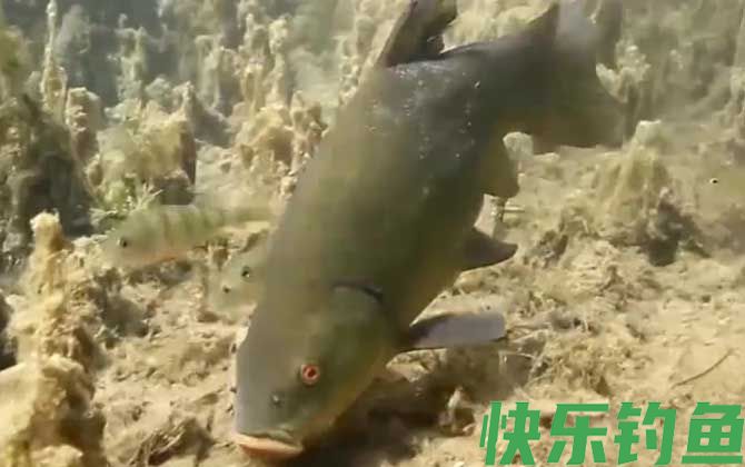 丁桂鱼