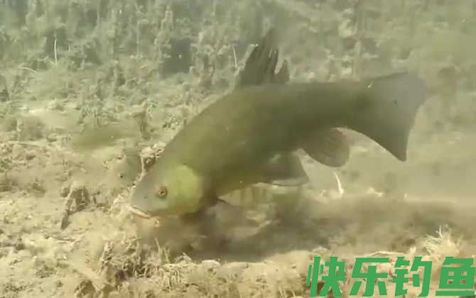 丁桂鱼