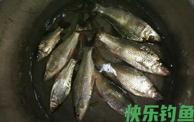 鲮鱼