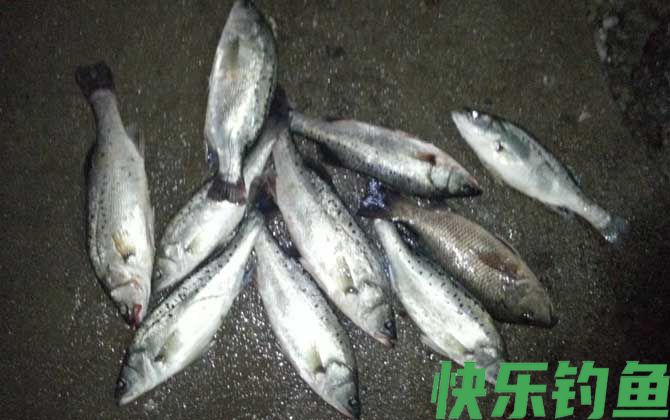 钓鲈鱼