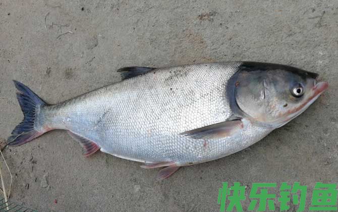 钓鲢鳙